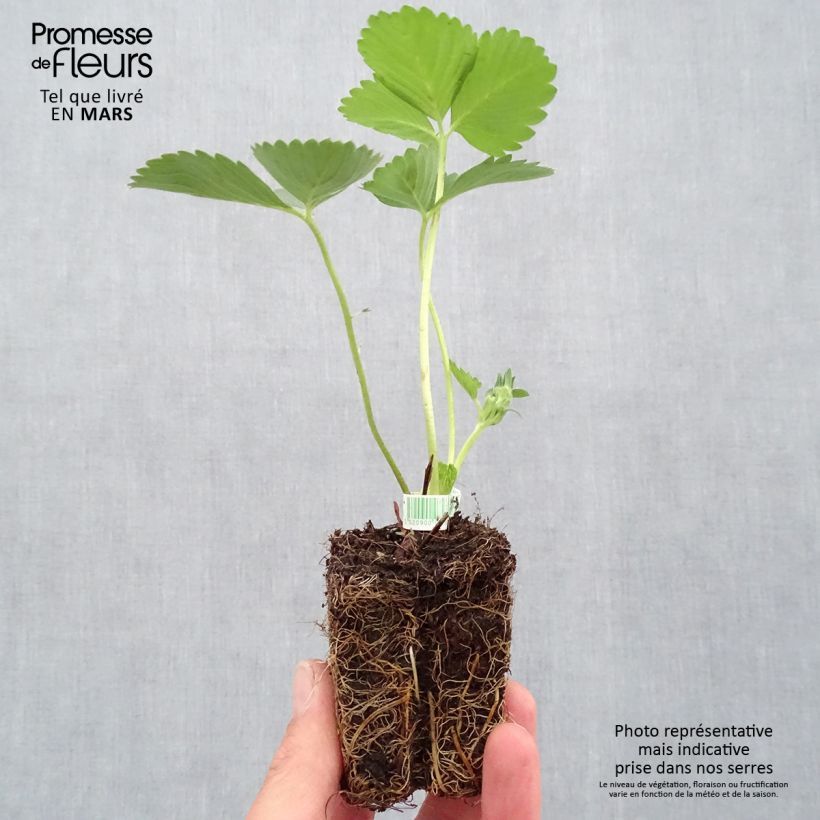 Exemplaar van Aardbei Mariguette BIO (doordragend) Wortelkluit van 5 cm x 7 cm zoals geleverd in de lente