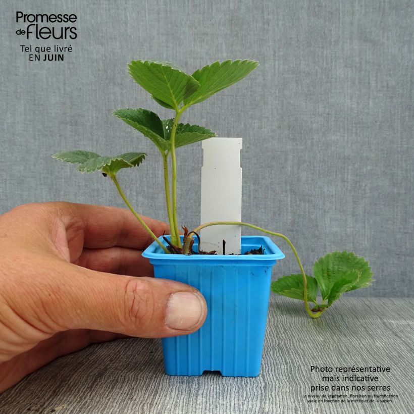 Exemplaar van Aardbei Mariguette BIO (doordragend - jonge planten) Kweekpotje van 7/8 cm zoals geleverd in de zomer
