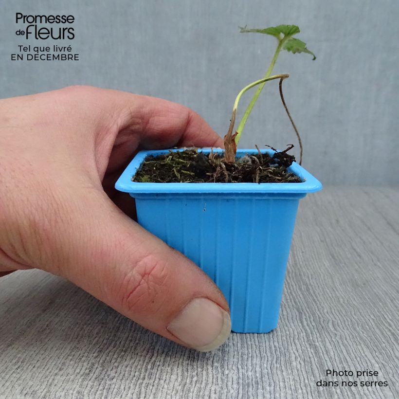 Exemplaar van Aardbei Mariguette BIO (doordragend - jonge planten) Kweekpotje van 7/8 cm zoals geleverd in de winter