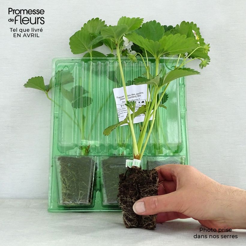 Exemplaar van Aardbei Rubis des Jardins Wortelkluit van 5 cm x 7 cm zoals geleverd in de lente