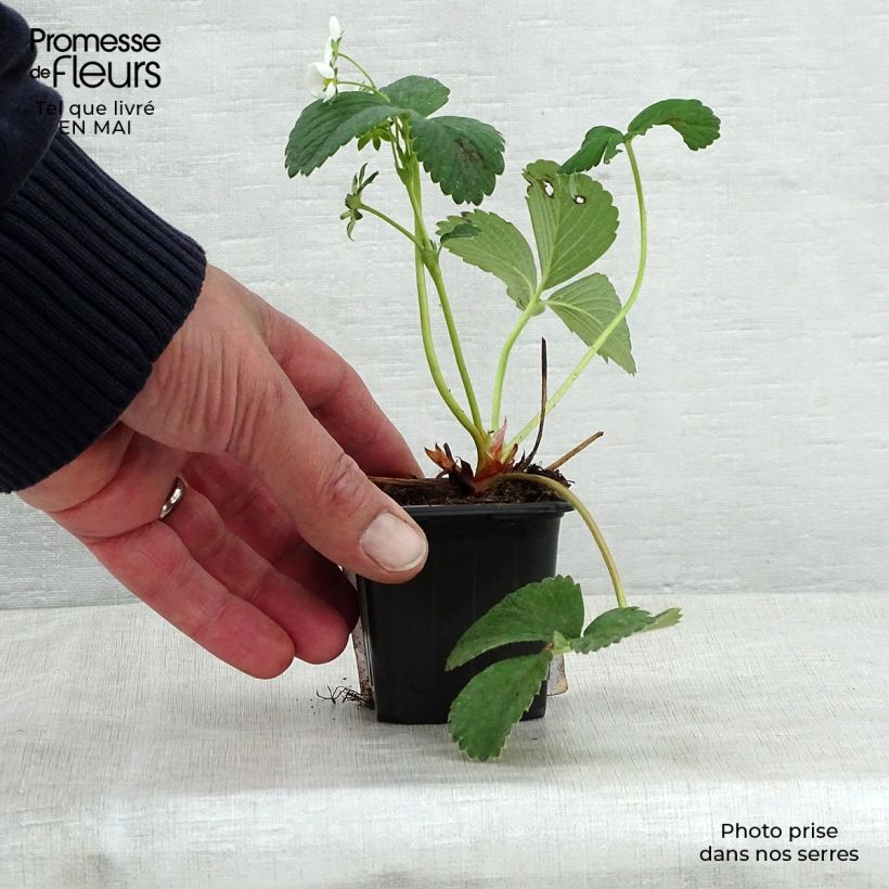 Exemplaar van Aardbei White Pineberry Kweekpotje van 8/9 cm zoals geleverd in de lente