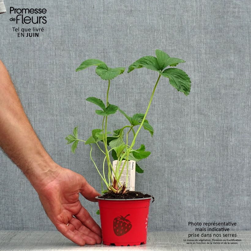 Exemplaar van Aardbei White Pineberry Kweekpotje van 8/9 cm zoals geleverd in de zomer