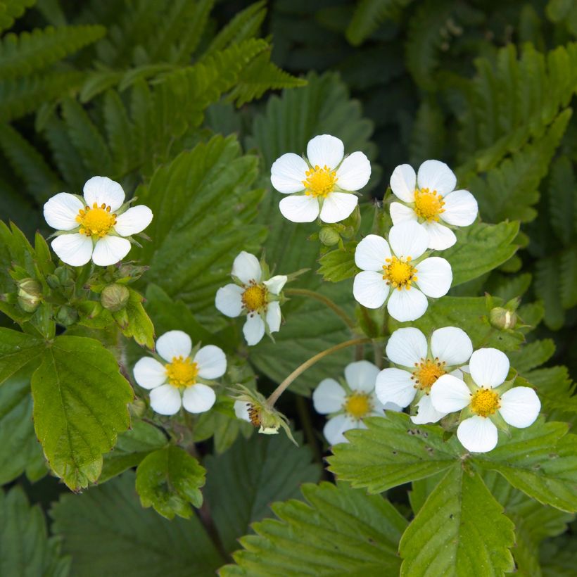 Bosaardbei Quatre Saisons - Fragaria vesca (Bloei)
