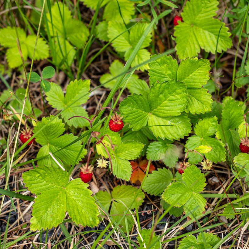 Bosaardbei Quatre Saisons - Fragaria vesca (Groeiplaats)