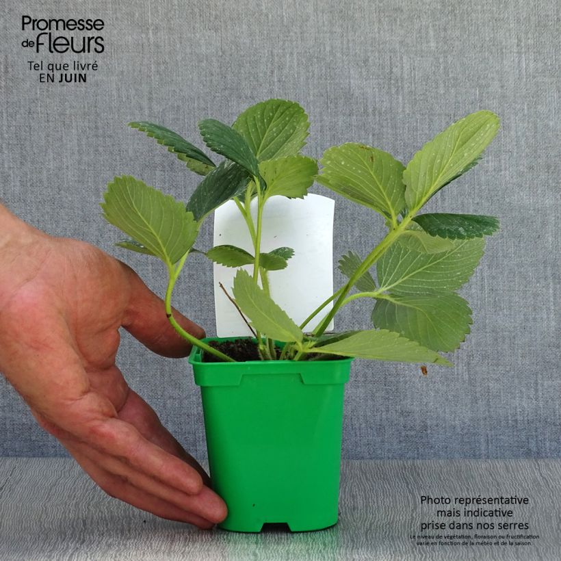 Exemplaar van Klimaardbei Mount Everest (jonge planten) Pot van 10 cm/11 cm zoals geleverd in de zomer