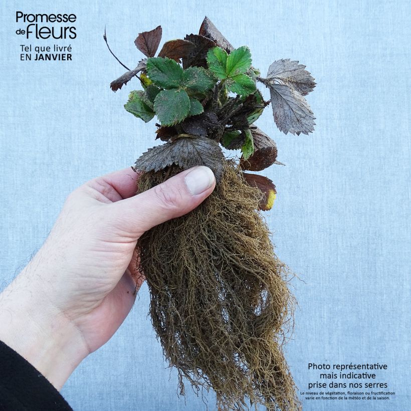 Exemplaar van Klimaardbei Mount Everest (jonge planten) Naakte wortel zoals geleverd in de winter