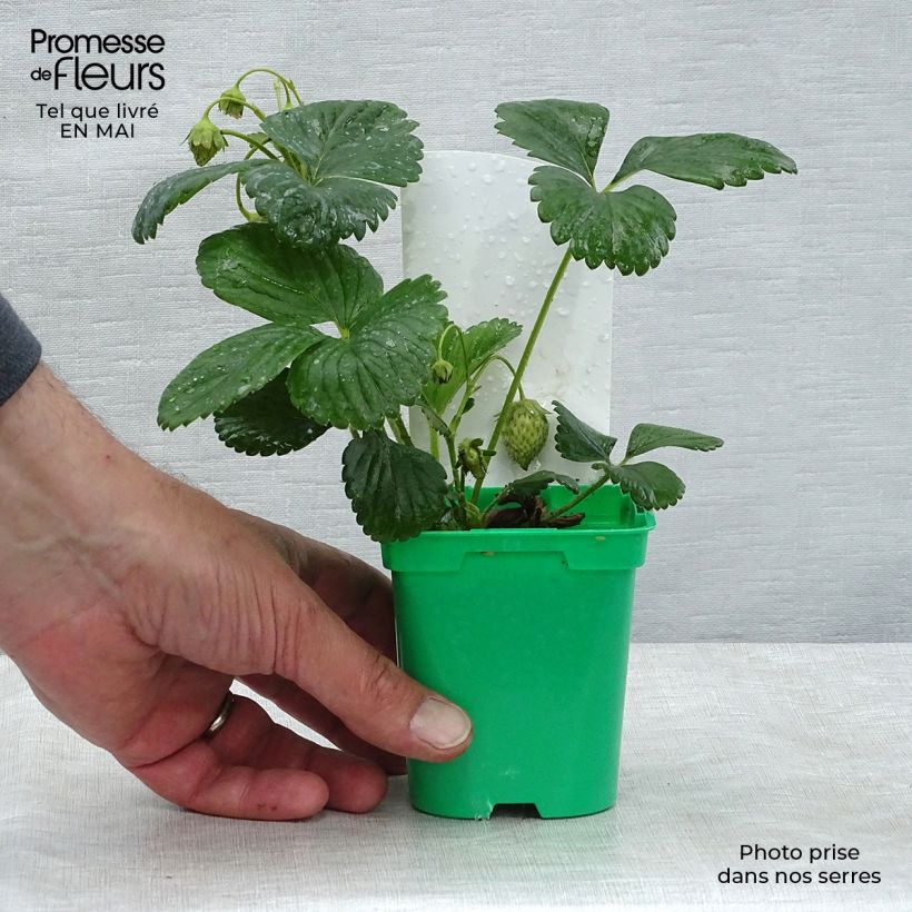Exemplaar van Klimaardbei Mount Everest (jonge planten) Pot van 10 cm/11 cm zoals geleverd in de lente