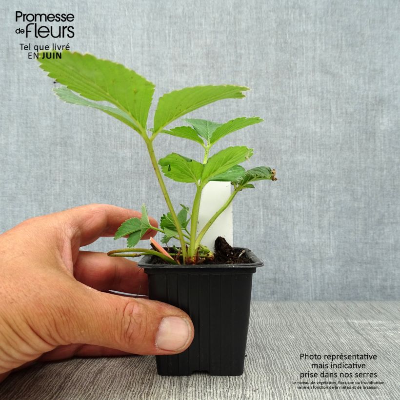 Exemplaar van Aardbei Maestro (doordragend) Kweekpotje van 7/8 cm zoals geleverd in de zomer
