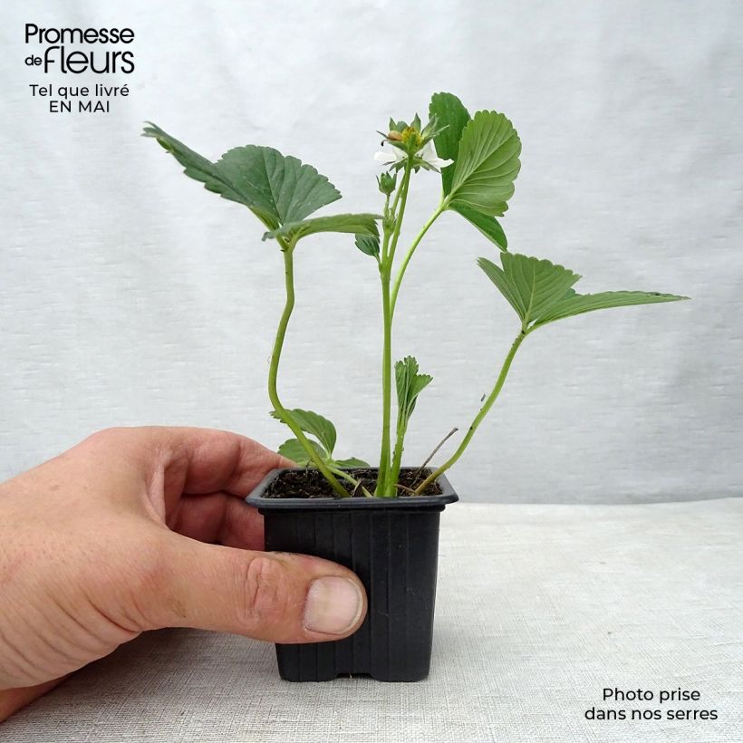 Exemplaar van Aardbei Maestro (doordragend) Kweekpotje van 7/8 cm zoals geleverd in de lente