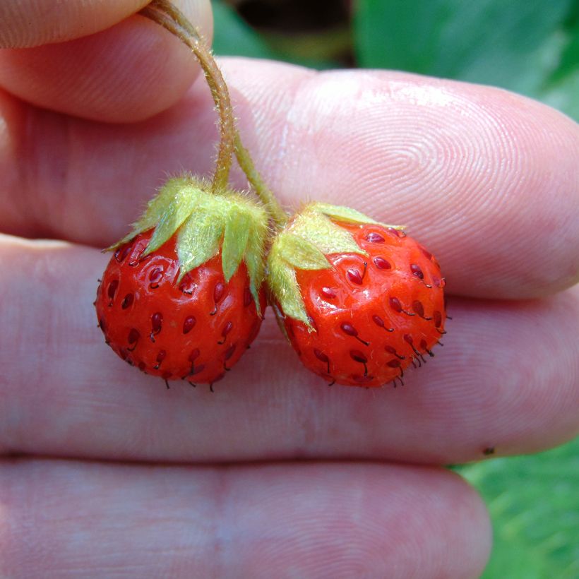 Fragaria Pink Panda - Aardbei (Harvest)