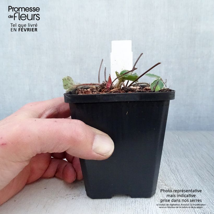 Example of Fragaria Pink Panda - Aardbei Kweekpotje van 8/9 cm as you get in hiver