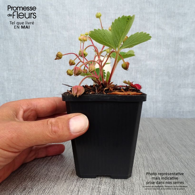 Exemplaar van Fragaria Pink Panda - Aardbei Kweekpotje van 8/9 cm zoals geleverd in de lente