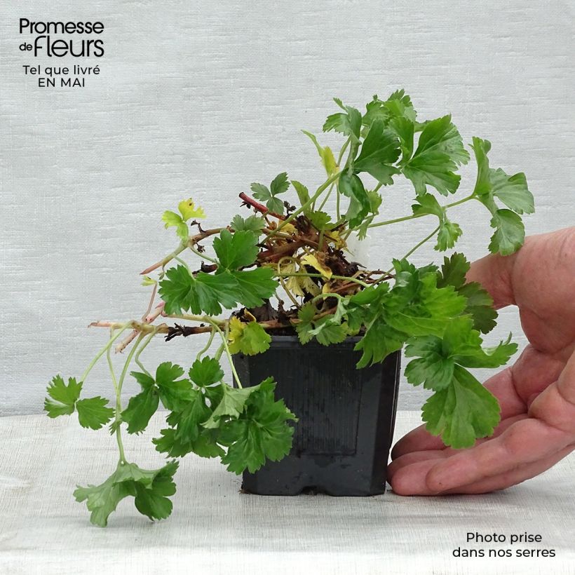 Exemplaar van Waldsteinia ternata - Goudaardbei Kweekpotje van 8/9 cm zoals geleverd in de lente