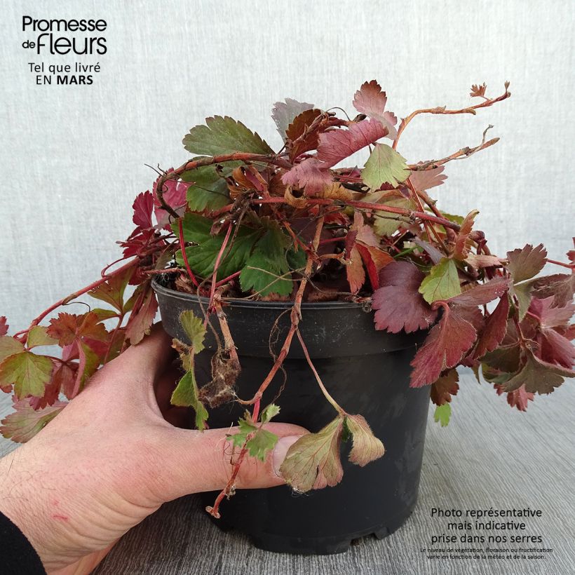 Example of Fraisier stérile - Waldsteinia ternata Pot van 2 l/3 l as you get in hiver