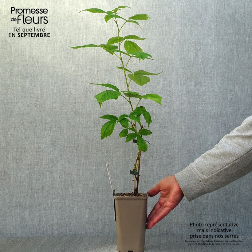 Exemplaar van Framboos Aroma Queen Pot van 1,5 l/2 l, Pol zoals geleverd in de herfst