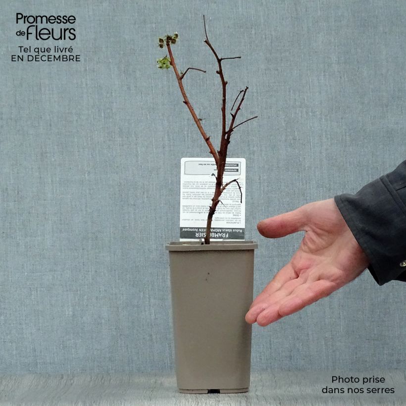 Exemplaar van Framboos Aroma Queen Pot van 1,5 l/2 l, Pol zoals geleverd in de winter