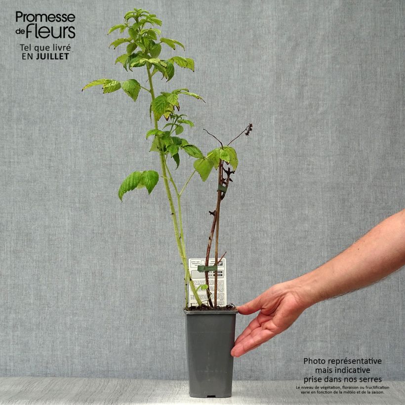 Exemplaar van Framboos Autumn Amber (doordragend) Pot van 1,5 l/2 l, Pol zoals geleverd in de zomer