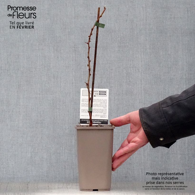 Exemplaar van Framboos Autumn Amber (doordragend) Pot van 1,5 l/2 l, Pol zoals geleverd in de winter