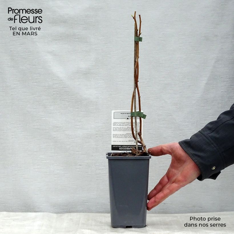 Exemplaar van Framboos Autumn Amber (doordragend) Pot van 1,5 l/2 l, Pol zoals geleverd in de lente