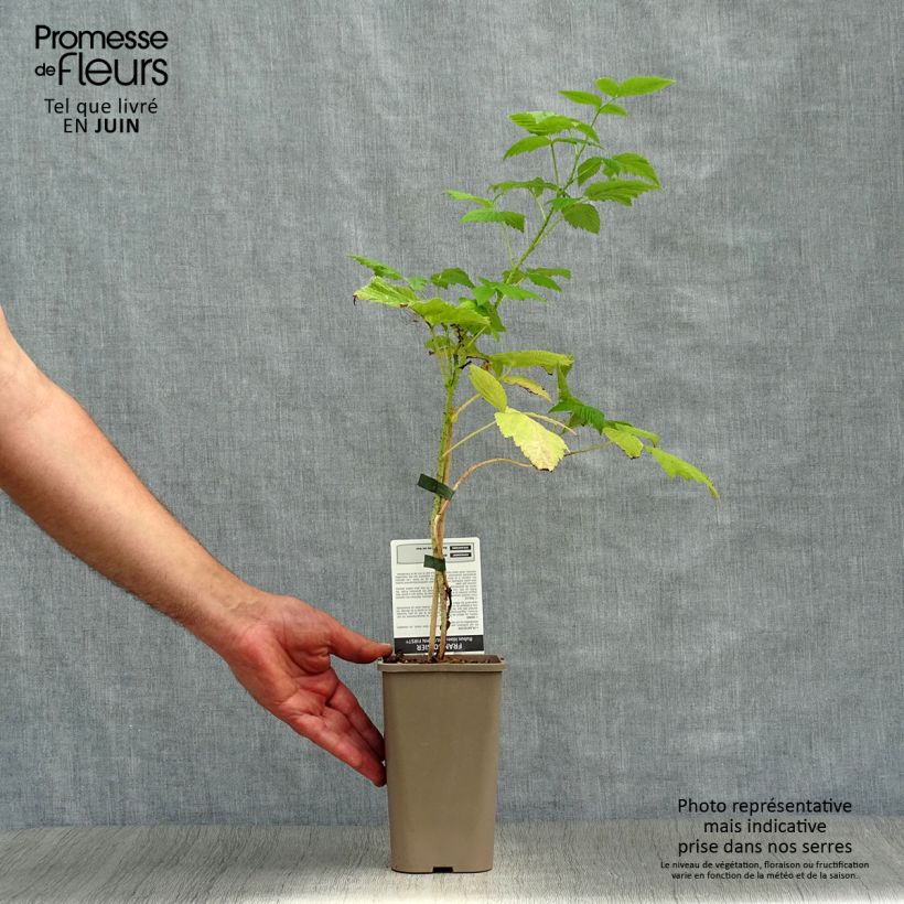 Exemplaar van Framboos Autumn First (doordragend) Pot van 1,5 l/2 l, Pol zoals geleverd in de zomer