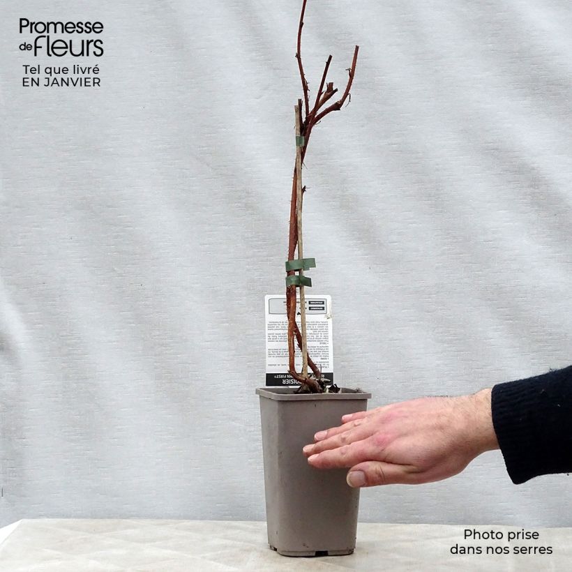 Exemplaar van Framboos Autumn First (doordragend) Pot van 1,5 l/2 l, Pol zoals geleverd in de winter