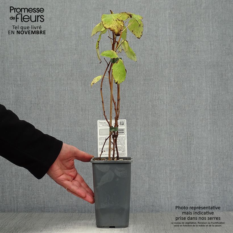 Exemplaar van Framboos Malling Happy BIO (doordragend) Pot van 1,5 l/2 l, Struik zoals geleverd in de herfst