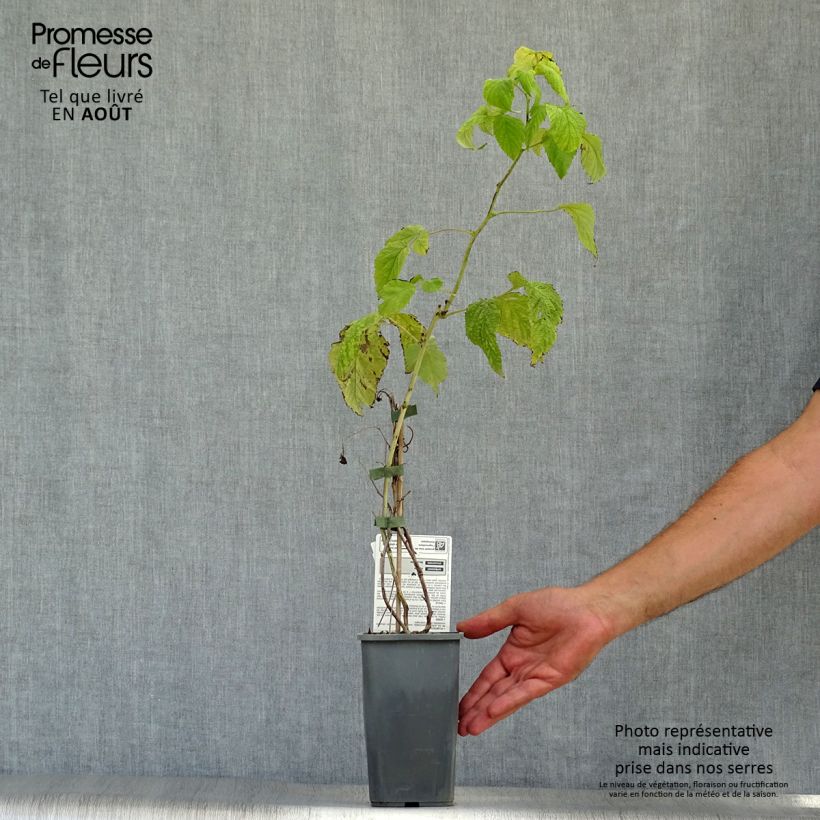 Exemplaar van Framboos Malling Happy BIO (doordragend) Pot van 1,5 l/2 l, Struik zoals geleverd in de zomer