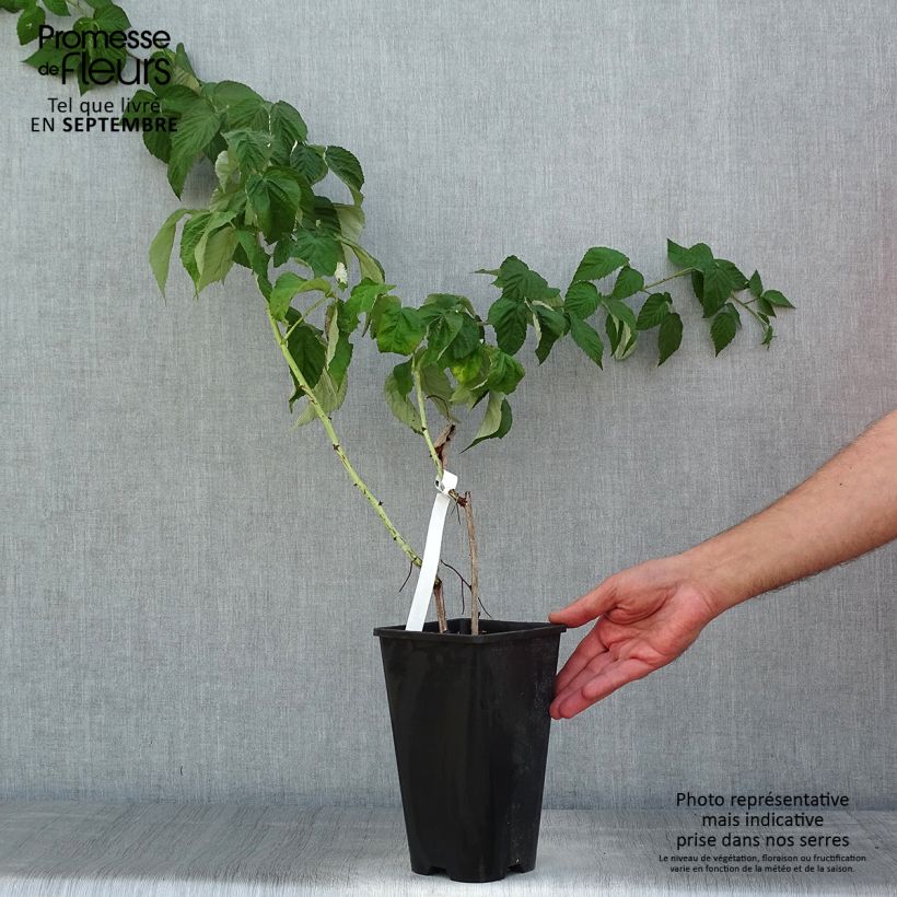 Exemplaar van Herfstframboos Autumn Passion Pot van 2 l/3 l, Pol zoals geleverd in de zomer