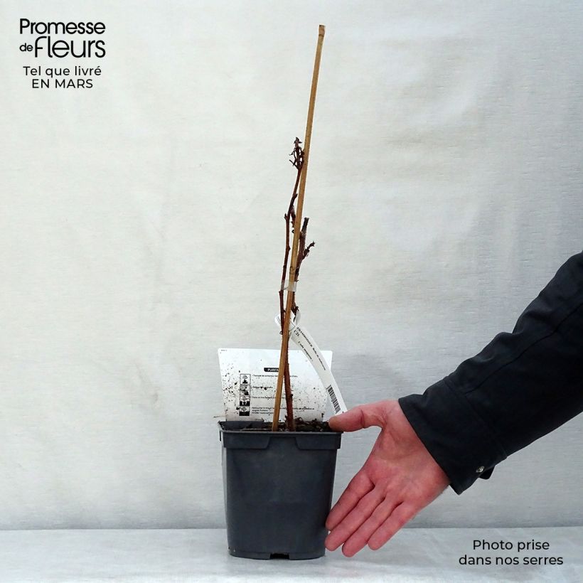 Exemplaar van Framboos Belle de Malicorne Georges Delbard Pot van 2 l/3 l, Pol zoals geleverd in de lente