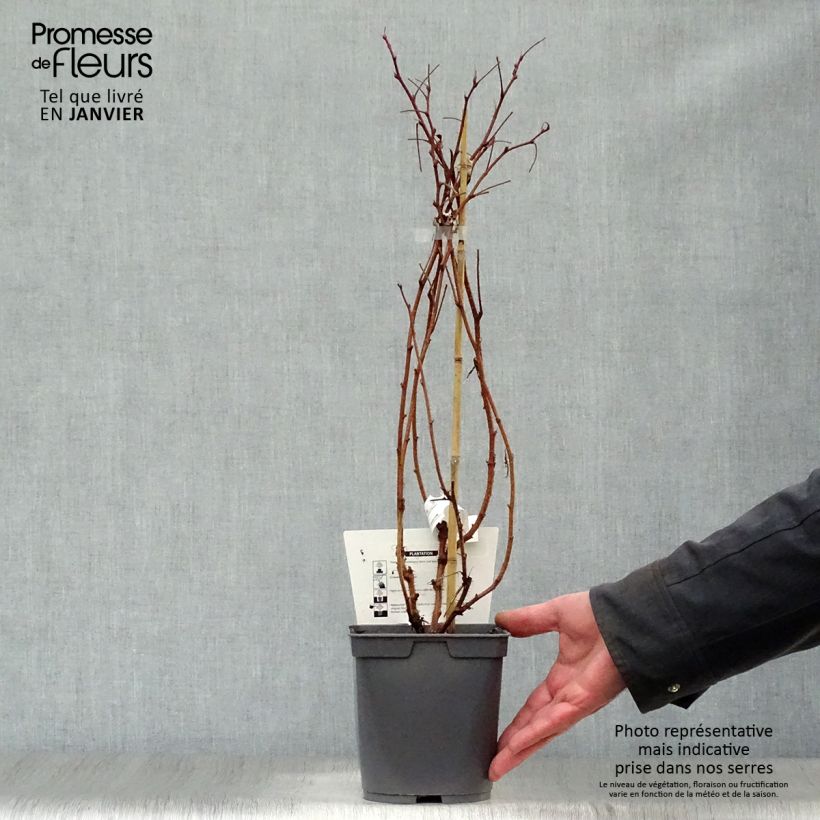 Exemplaar van Framboos Belle de Malicorne Georges Delbard Pot van 2 l/3 l, Pol zoals geleverd in de winter