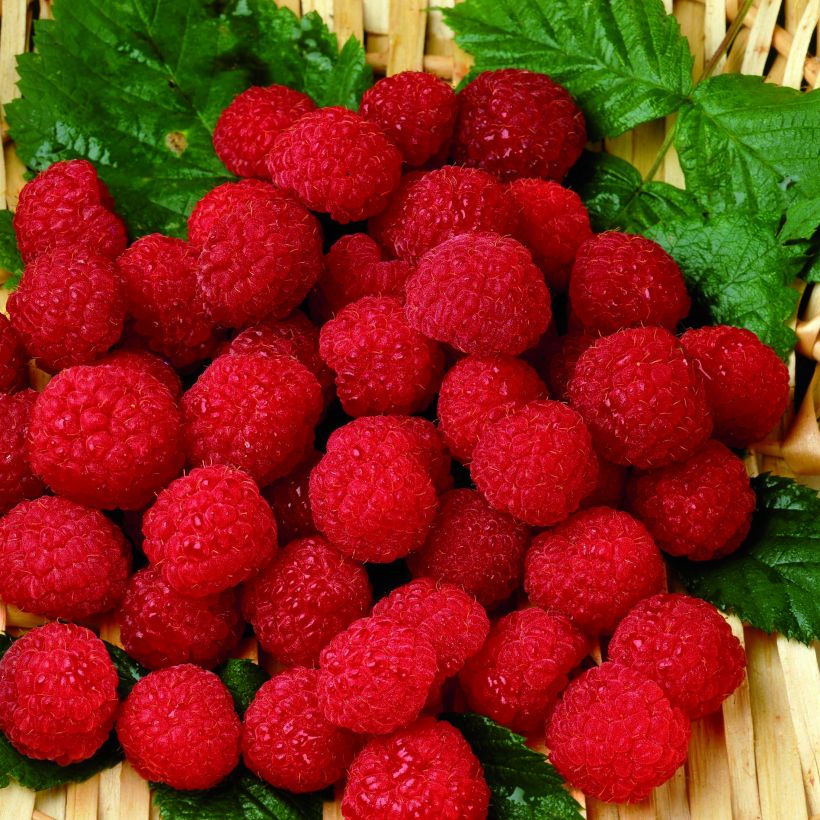 Framboos Belle de Malicorne Georges Delbard (Oogst)