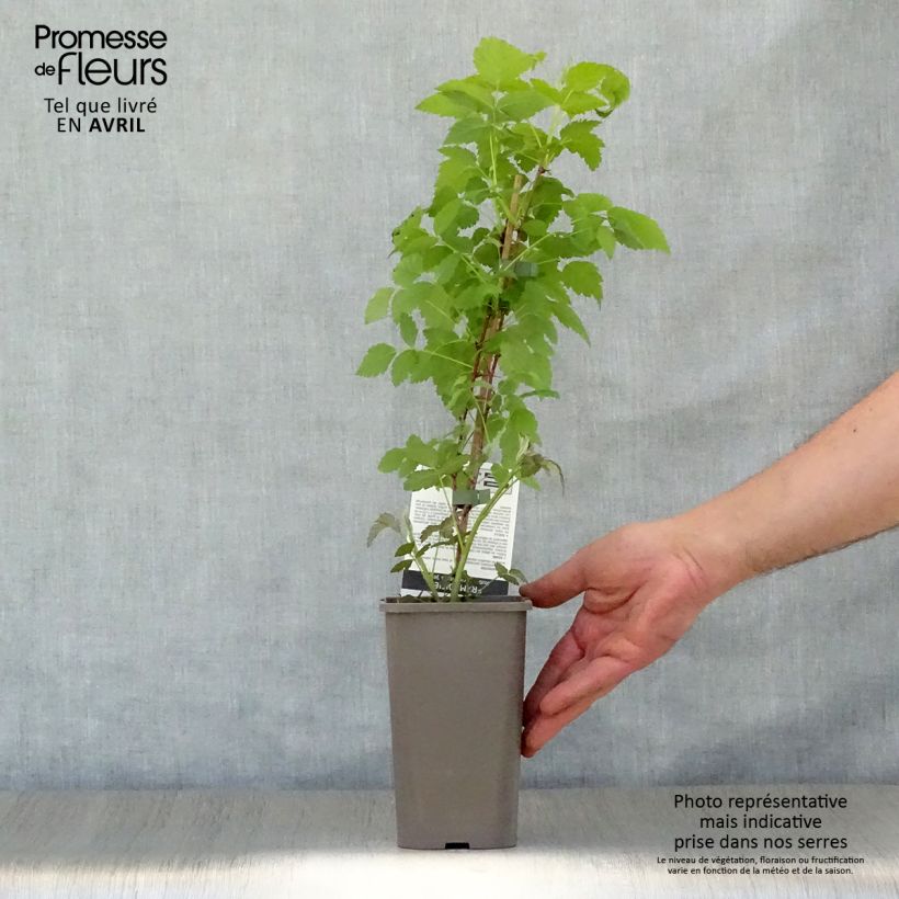 Exemplaar van Zwarte framboos Black Jewel Pot van 1,5 l/2 l, Pol zoals geleverd in de lente