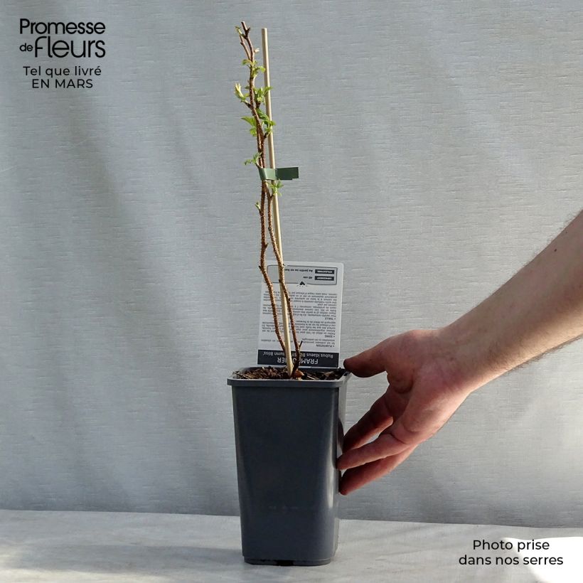 Exemplaar van Herfstframboos Autumn Bliss Pot van 1,5 l/2 l, Pol zoals geleverd in de winter