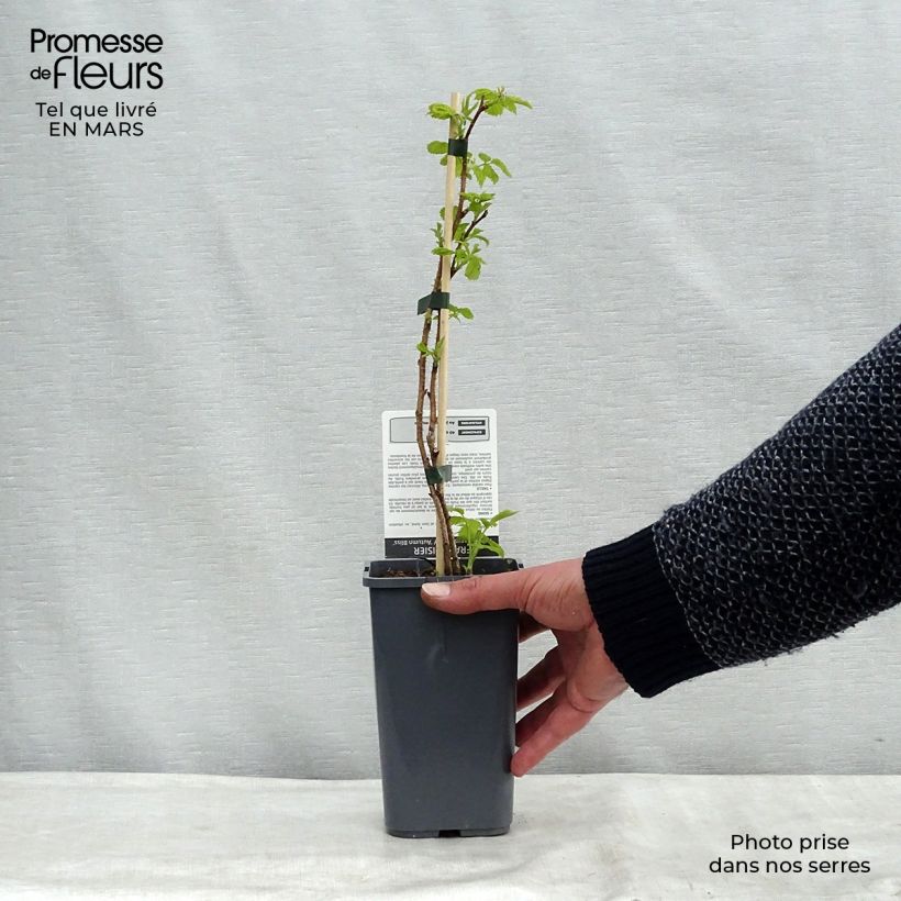 Exemplaar van Herfstframboos Autumn Bliss BIO Pot van 1,5 l/2 l, Pol zoals geleverd in de lente