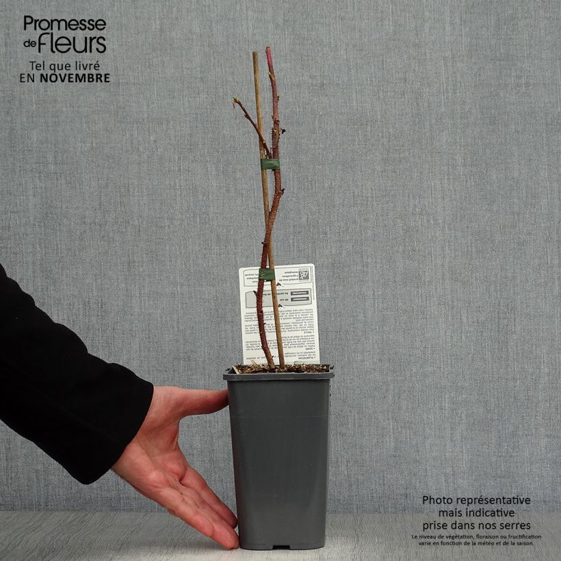 Exemplaar van Herfstframboos Autumn Bliss BIO Pot van 1,5 l/2 l, Pol zoals geleverd in de herfst