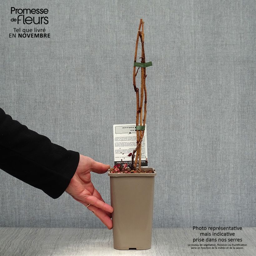 Exemplaar van Herfstframboos Autumn Bliss Pot van 1,5 l/2 l, Pol zoals geleverd in de herfst