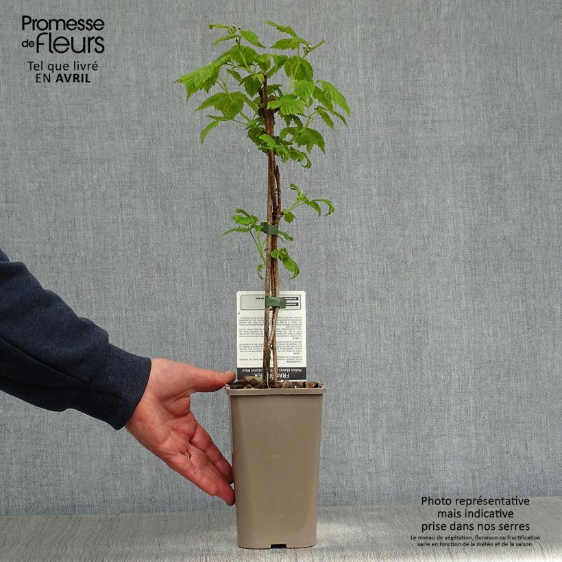 Exemplaar van Herfstframboos Autumn Bliss Pot van 1,5 l/2 l, Pol zoals geleverd in de lente