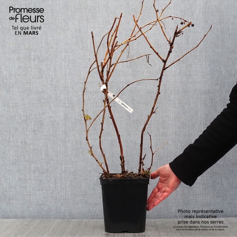 Exemplaar van Herfstframboos Autumn Bliss Pot van 3 l/4 l zoals geleverd in de winter