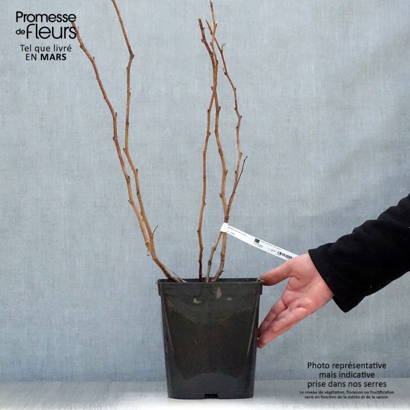 Exemplaar van Herfstframboos Autumn Bliss Pot van 3 l/4 l zoals geleverd in de lente