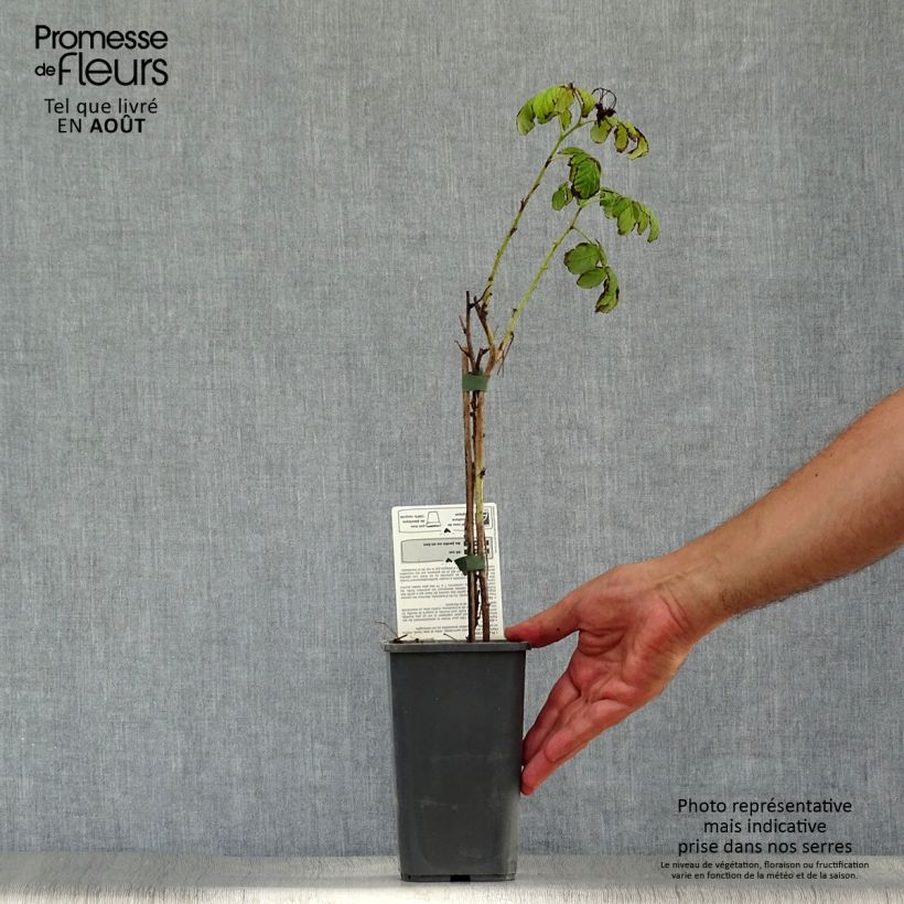 Exemplaar van Framboos Bohème BIO (doordragend) Pot van 1,5 l/2 l, Pol zoals geleverd in de zomer