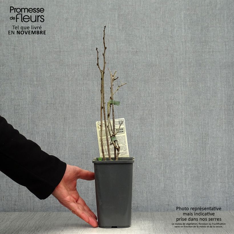 Exemplaar van Framboos Bohème BIO (doordragend) Pot van 1,5 l/2 l, Pol zoals geleverd in de herfst