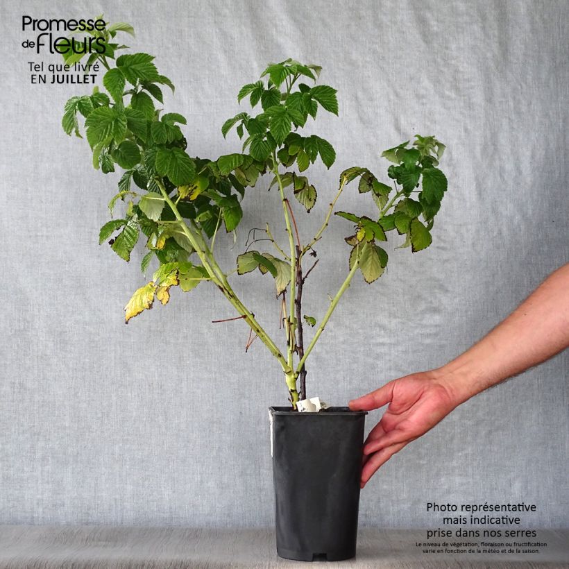Exemplaar van Herfstframboos Fall Gold (doordragend) Pot van 1,5 l/2 l zoals geleverd in de zomer