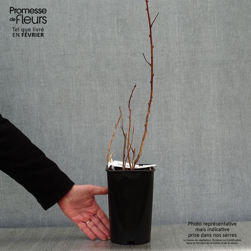 Exemplaar van Herfstframboos Fall Gold (doordragend) Pot van 1,5 l/2 l zoals geleverd in de winter