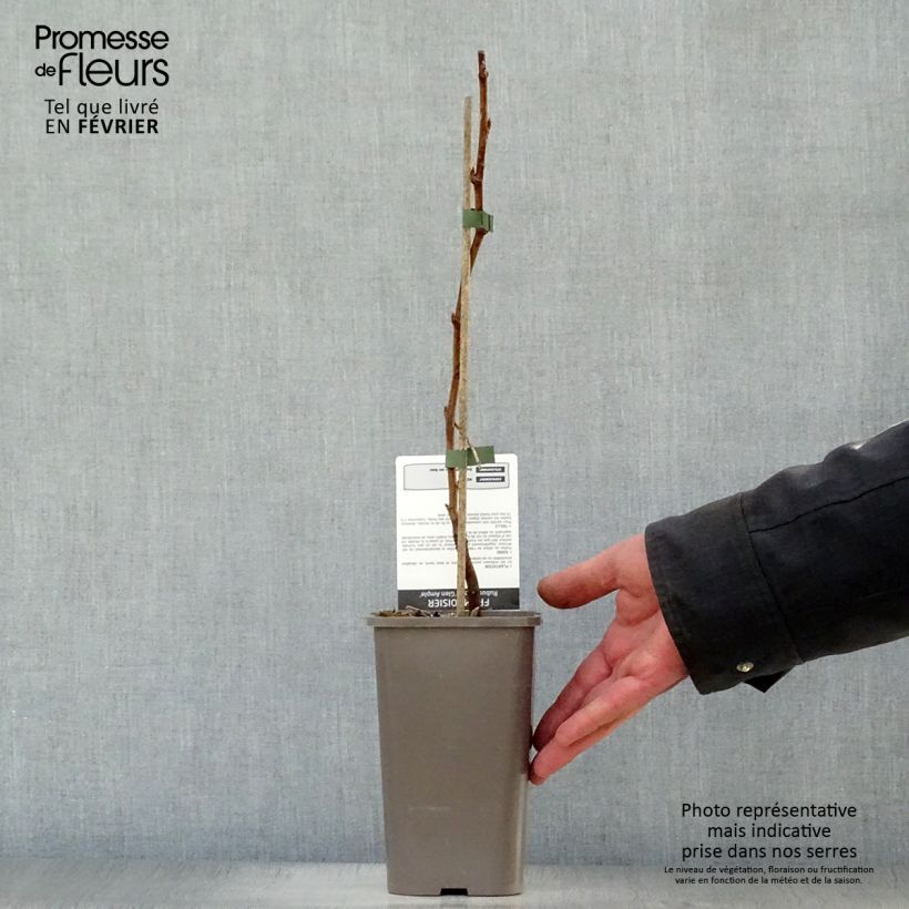 Exemplaar van Doornloze framboos Glen Ample Pot van 1,5 l/2 l, Pol zoals geleverd in de winter