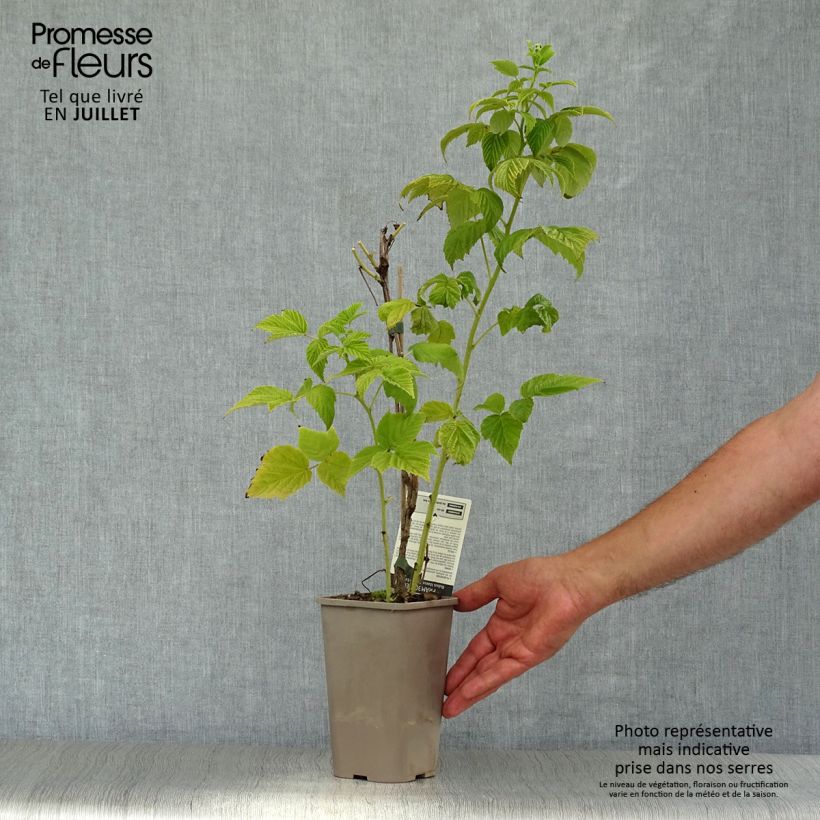 Exemplaar van Framboos Golden Everest  (doordragend) Pot van 1,5 l/2 l, Pol zoals geleverd in de zomer