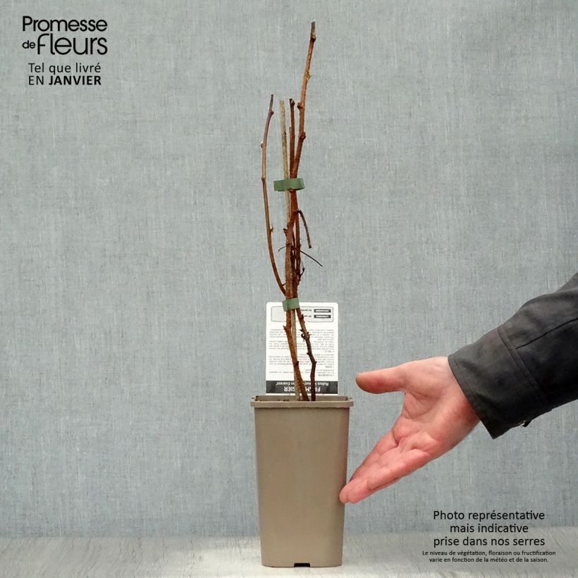 Exemplaar van Framboos Golden Everest  (doordragend) Pot van 1,5 l/2 l, Pol zoals geleverd in de winter