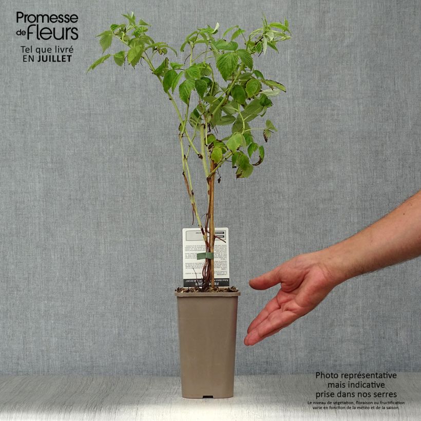 Exemplaar van Framboos Golden Everest BIO Pot van 1,5 l/2 l, Pol zoals geleverd in de zomer