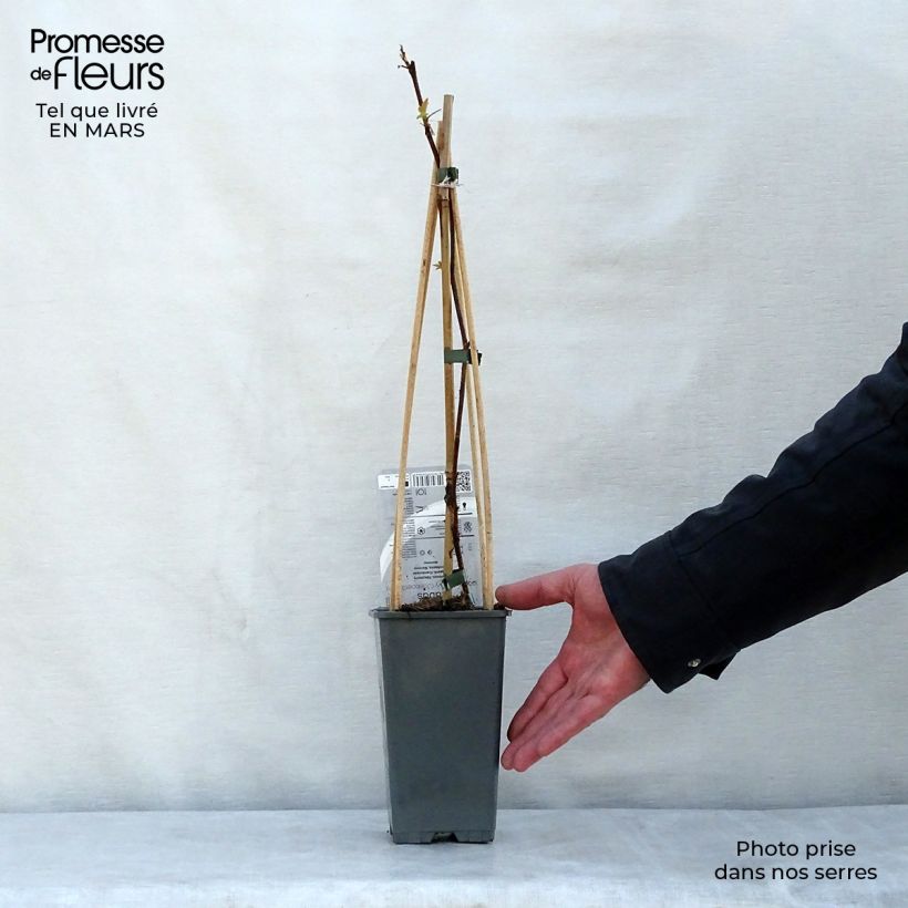 Exemplaar van Framboos Groovy Pot van 2 l/3 l, Pol zoals geleverd in de lente