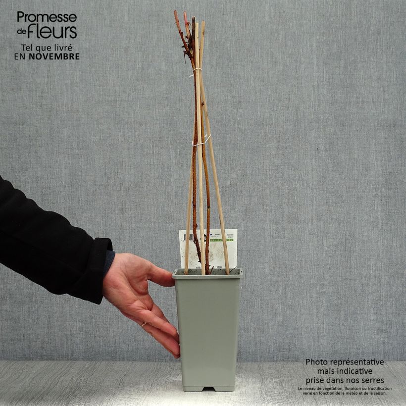 Exemplaar van Framboos Heritage  (doordragend) Pot van 1,5 l/2 l, Pol zoals geleverd in de herfst