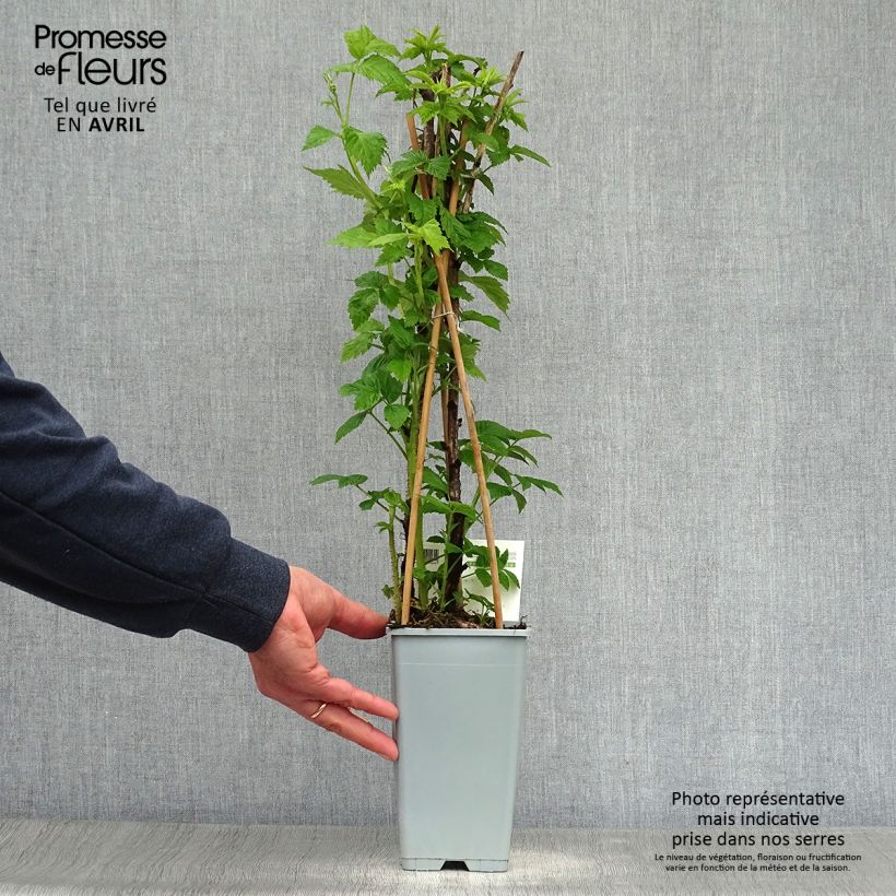 Exemplaar van Framboos Heritage  (doordragend) Pot van 1,5 l/2 l, Pol zoals geleverd in de lente